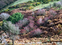 Autumn Trees