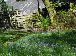 Bluebells