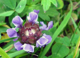 Clover Flower