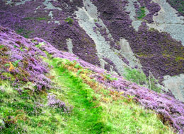 Heather Path