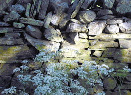 Stone Wall and Flowers