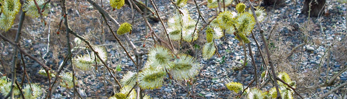 Catkins