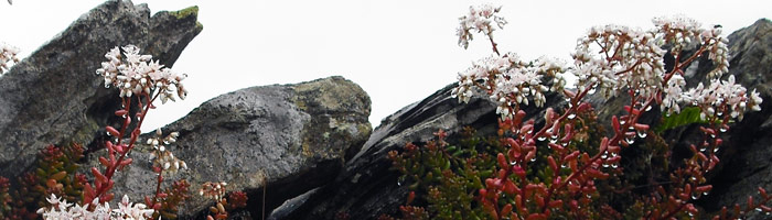 Wall Top Flowers